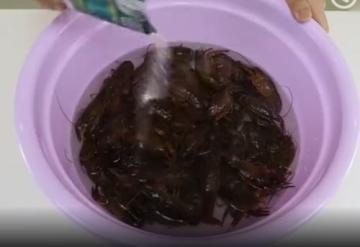 龙虾怎么洗简单又干净方法和窍门图解11